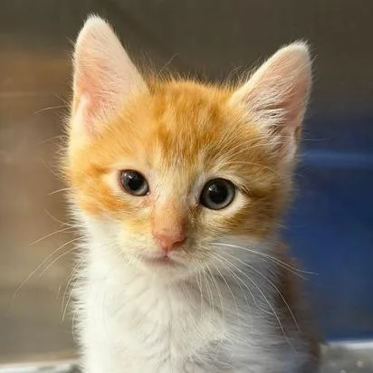 A baby small-sized male Domestic Short Hair cat named Tangy for adoption in Cumming, GA