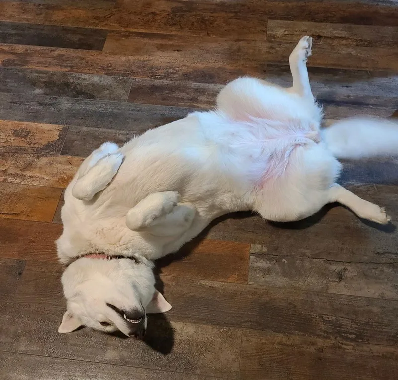 Zcldghost thumbnail 3