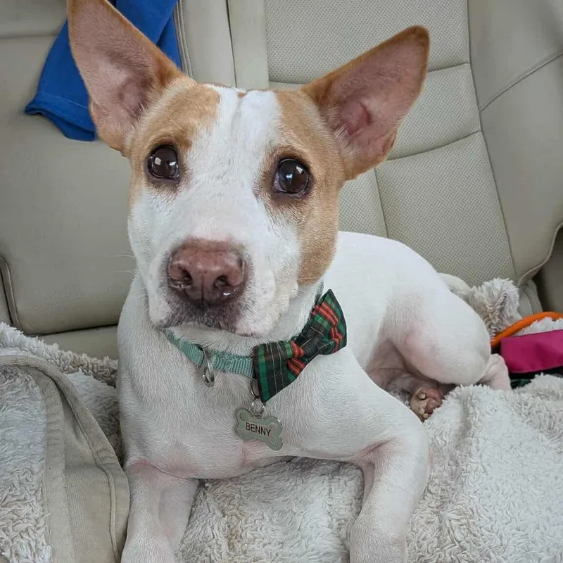 An adult medium-sized male White / Cream Terrier dog named Benny for adoption in Minneapolis, MN