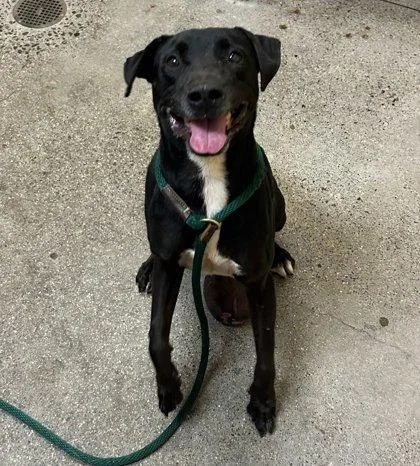 A senior medium-sized male Retriever dog named Lava for adoption in Honolulu, HI