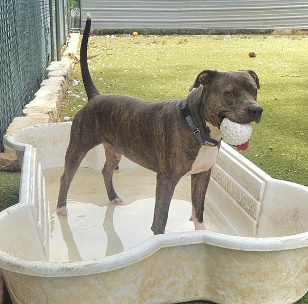 An adult large-sized male Mixed Breed dog named Otis for adoption in Austin, TX
