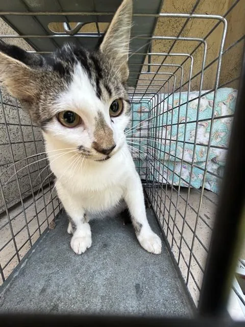 A baby medium-sized male Domestic Short Hair cat named Dude for adoption in Oklahoma City, OK