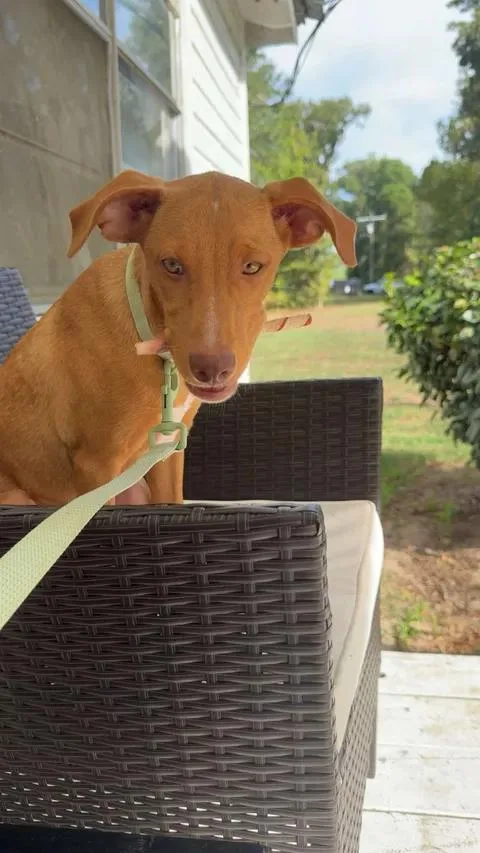 A young small-sized male Mixed Breed dog named Willie Wanka for adoption in Clinton, WI