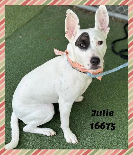 A young medium-sized female White / Cream American Bully dog named Julie for adoption in Marietta, GA