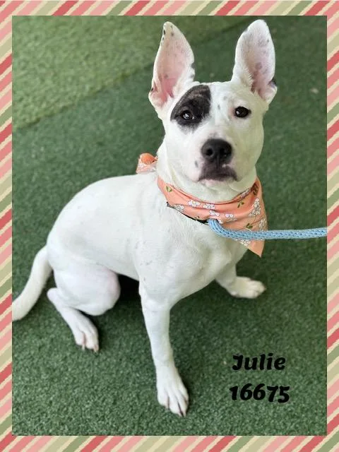Julie thumbnail 2