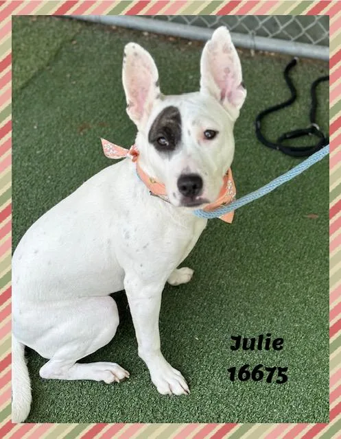 Julie thumbnail 3