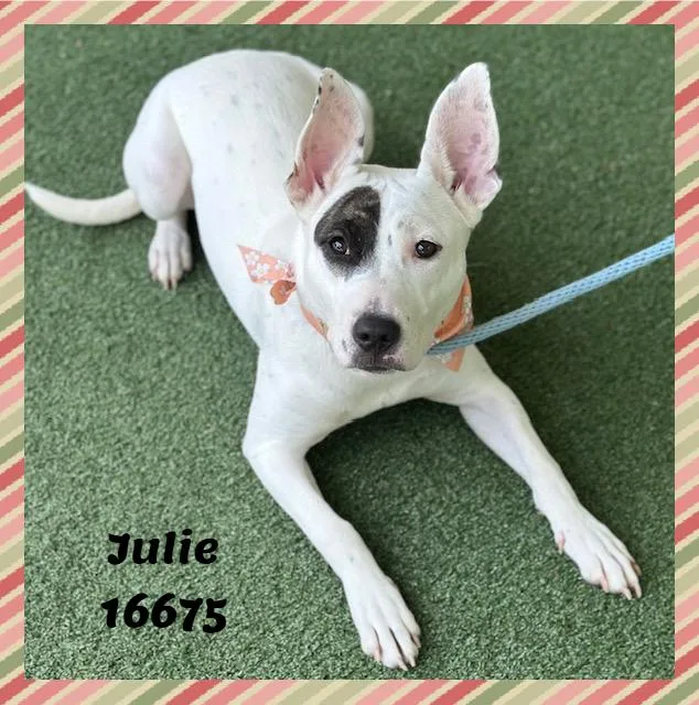 Julie thumbnail 5