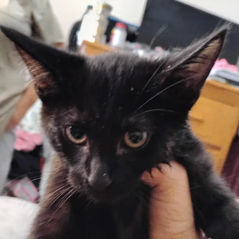 A baby small-sized male Black Domestic Short Hair cat named Expresso for adoption in Grantsville, UT
