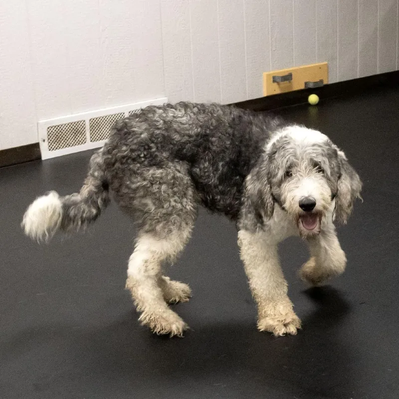An adult large-sized male Gray / Blue / Silver Sheep Dog dog named Sparky Anderson for adoption in McKean, PA