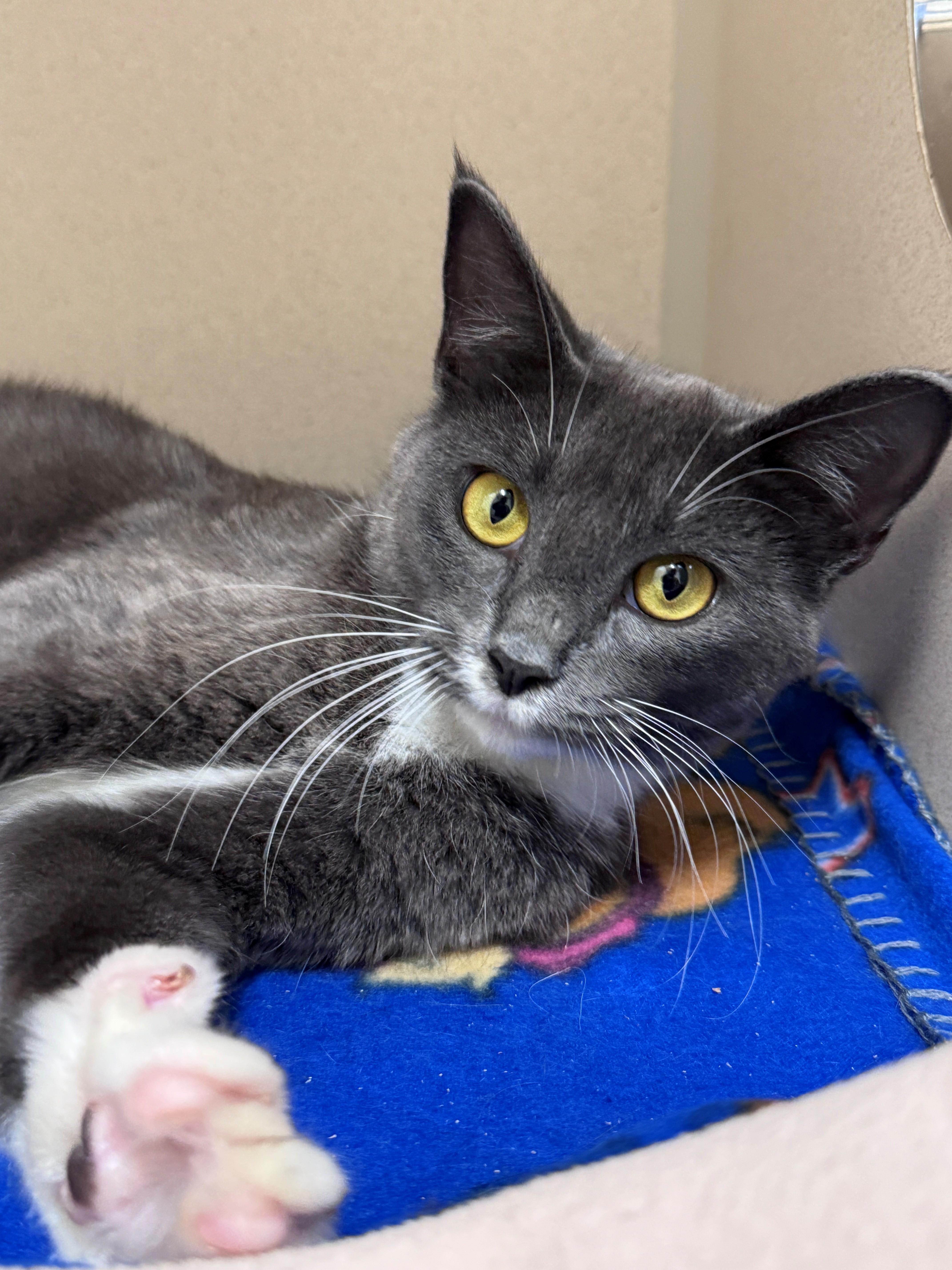 An adult small-sized female Gray & White Domestic Short Hair cat named Nugget for adoption in Hackensack, MN