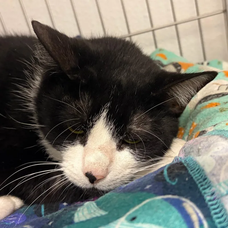 An adult large-sized female Black Domestic Short Hair cat named Lena for adoption in Folsom, LA