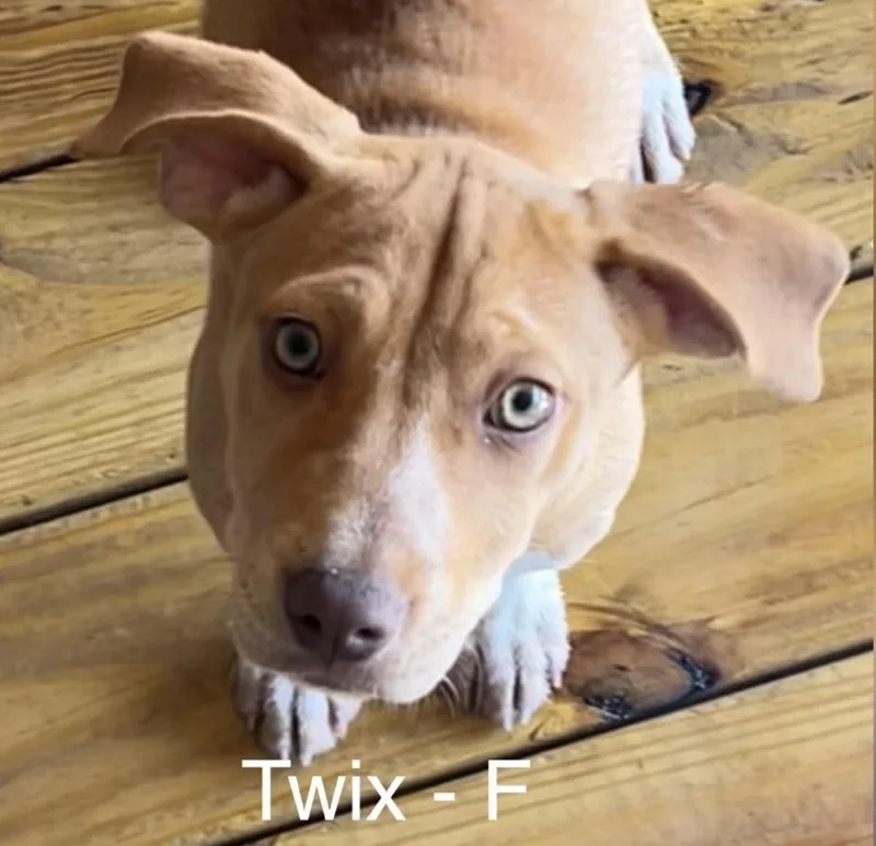 A baby medium-sized female Golden Mixed Breed dog named Twix for adoption in Parma, OH
