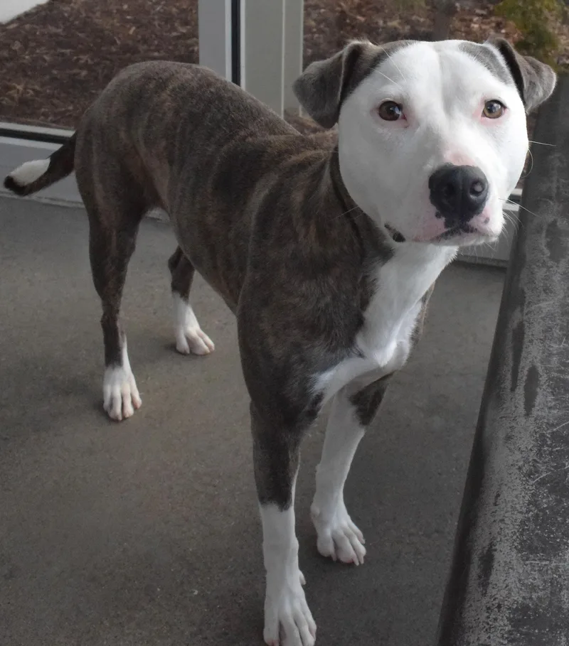 An adult medium-sized female Brindle Pit Bull Terrier dog named 22260 for adoption in Broken Arrow, OK