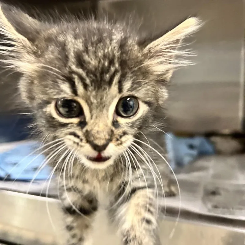 A baby small-sized female Gray / Blue / Silver Domestic Short Hair cat named Fluffy for adoption in Newport, NC