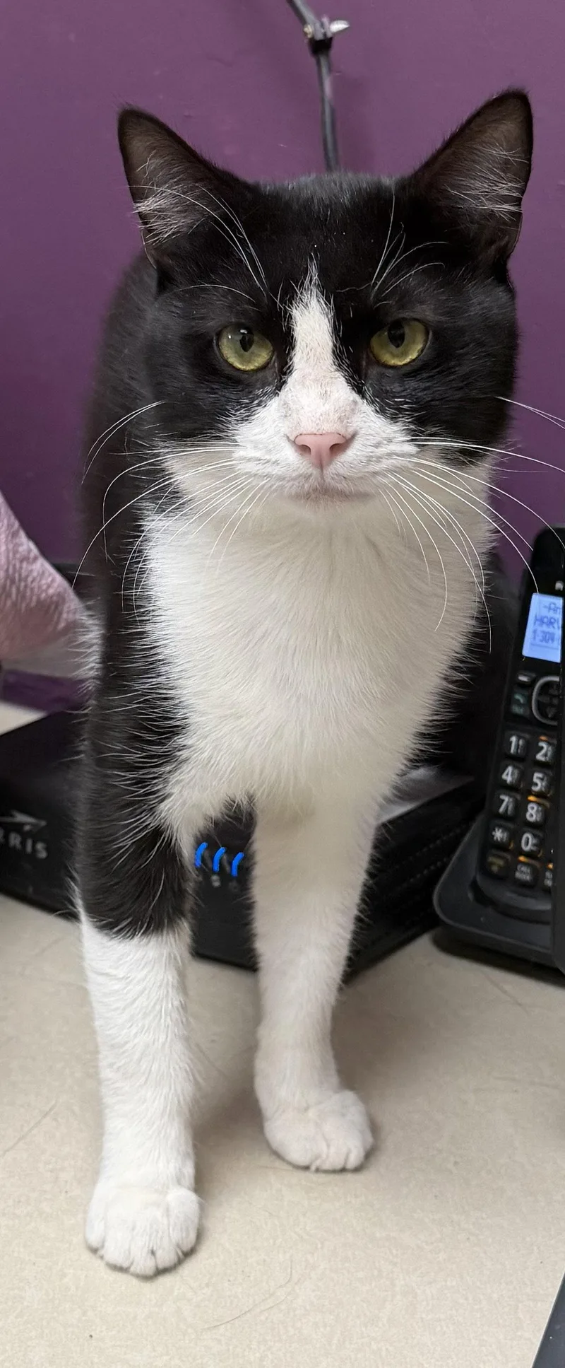 An adult medium-sized male Black & White / Tuxedo Domestic Short Hair cat named Cody for adoption in Elkins, WV