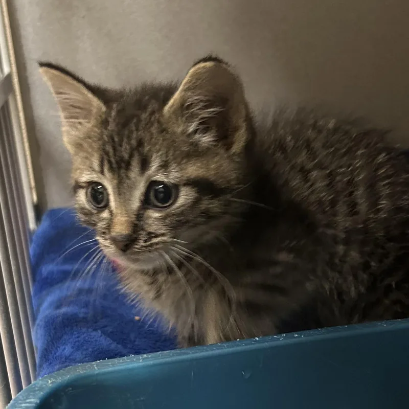 A baby medium-sized male Tabby (Brown / Chocolate) Domestic Short Hair cat named Java for adoption in Mason City, IA