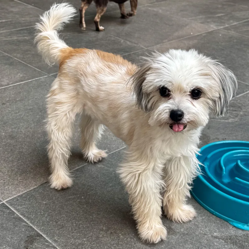 An adult small-sized female Apricot / Beige Maltese dog named Mavis for adoption in Manvel, TX