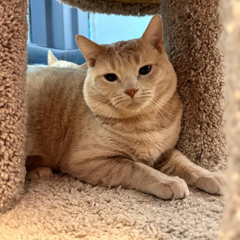 An adult large-sized male Buff / Tan / Fawn Domestic Short Hair cat named Jalapeno And Toast for adoption in Pittsburgh, PA