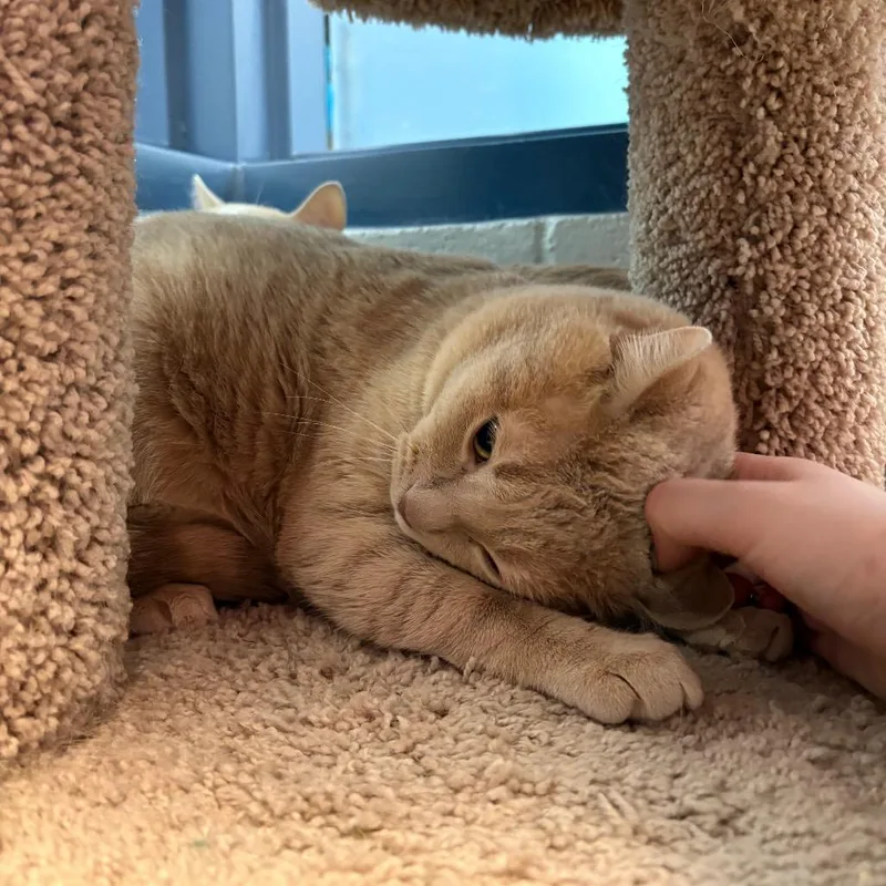 Jalapeno And Toast thumbnail 2