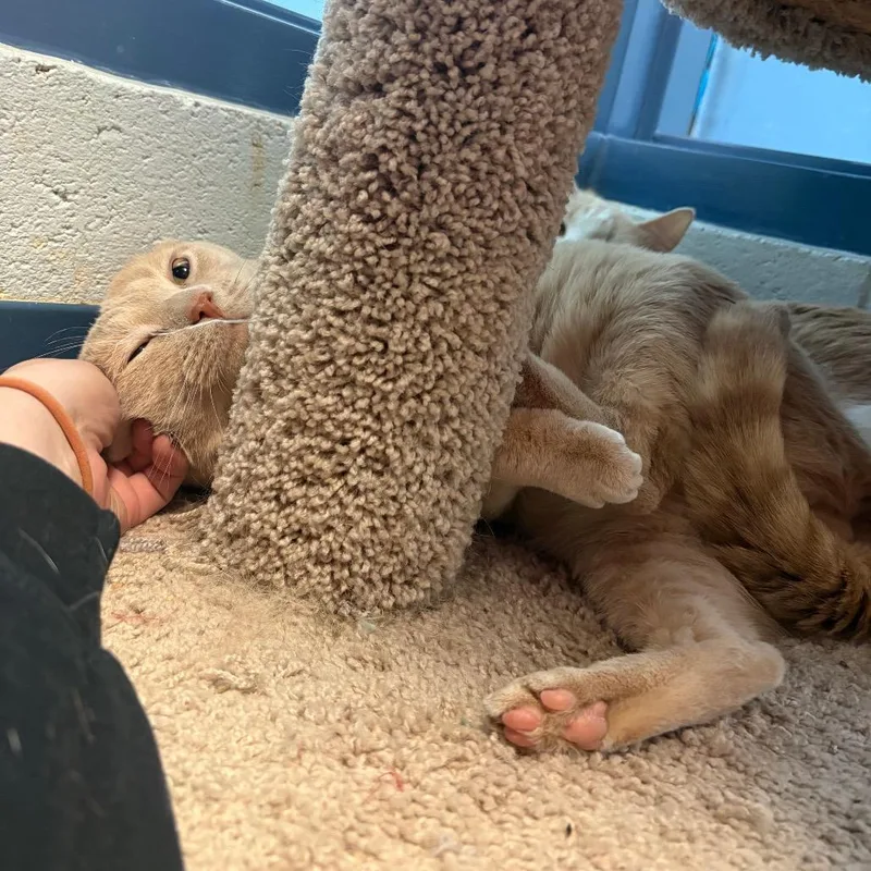 Jalapeno And Toast thumbnail 3