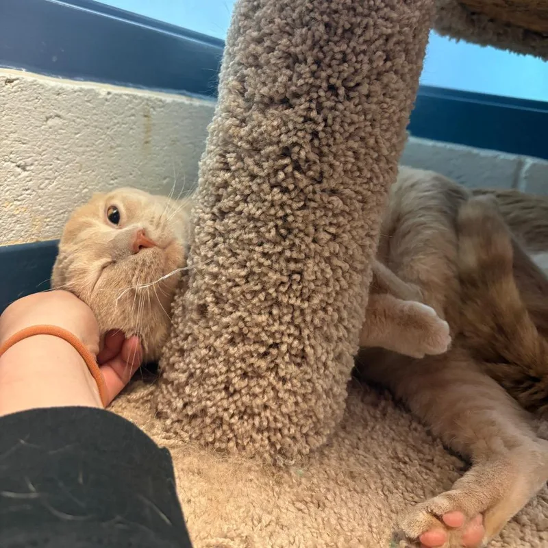 Jalapeno And Toast thumbnail 4