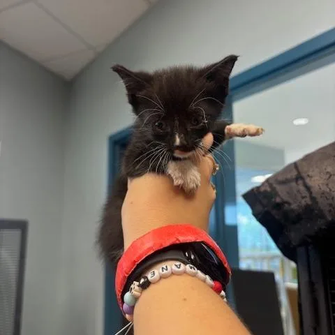 A baby small-sized male Black Domestic Short Hair cat named Bucket for adoption in Mooresville, NC