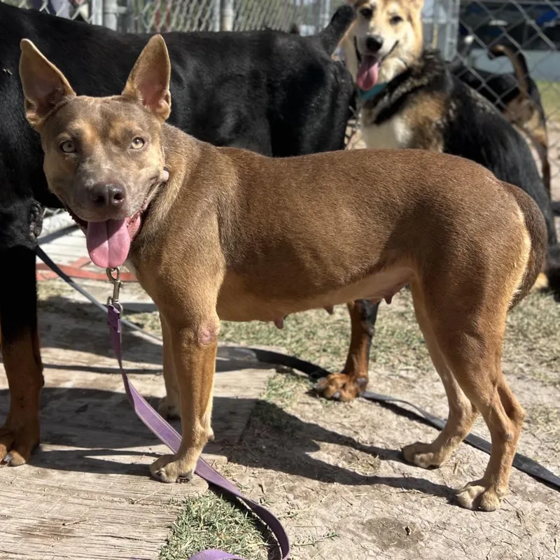 An adult medium-sized female Yellow / Tan / Blond / Fawn Pit Bull Terrier dog named Aquafina for adoption in Edinburg, TX