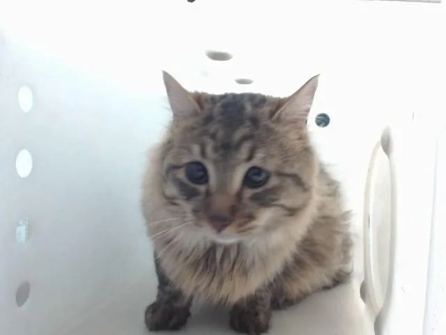 A young medium-sized male Domestic Medium Hair cat named Goggles for adoption in Albuquerque, NM