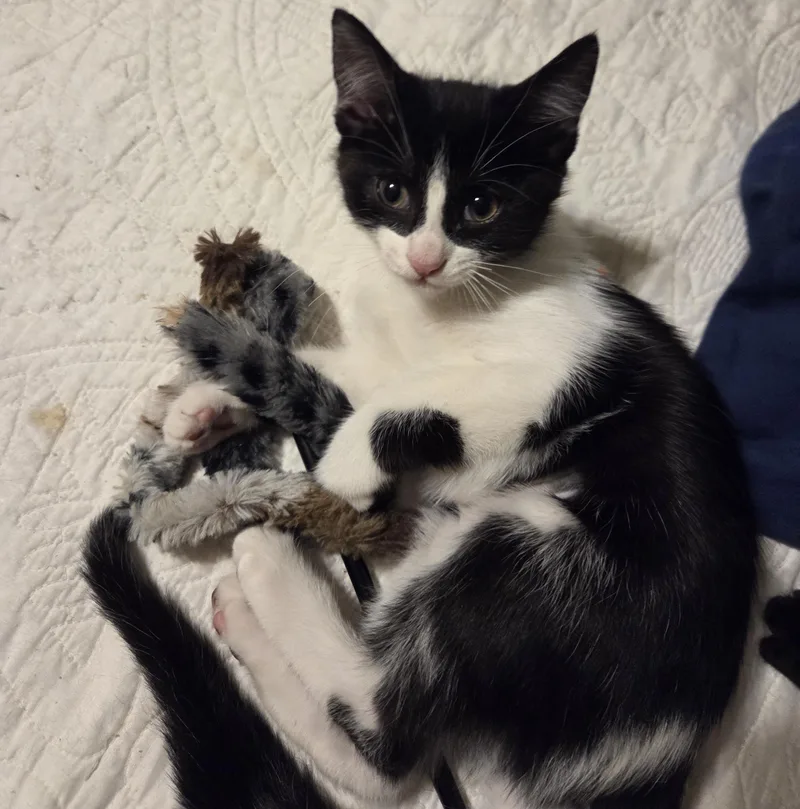 A baby medium-sized female Black & White / Tuxedo Domestic Short Hair cat named Marshall for adoption in Milwaukee, WI