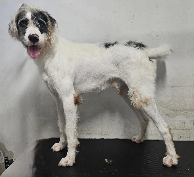 Hank "mr. Loveable!" thumbnail 4