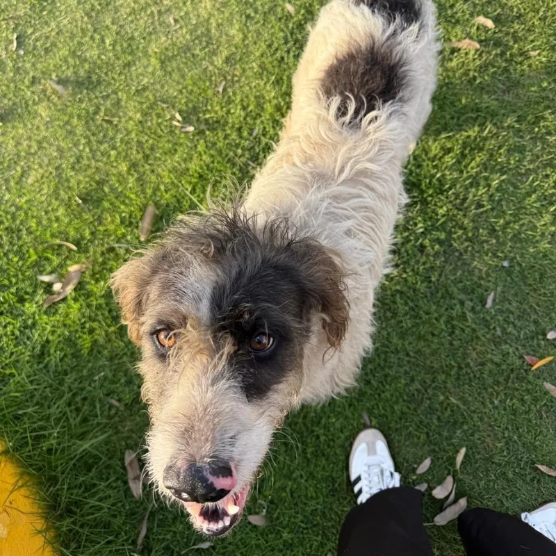 Hank "mr. Loveable!" thumbnail 5