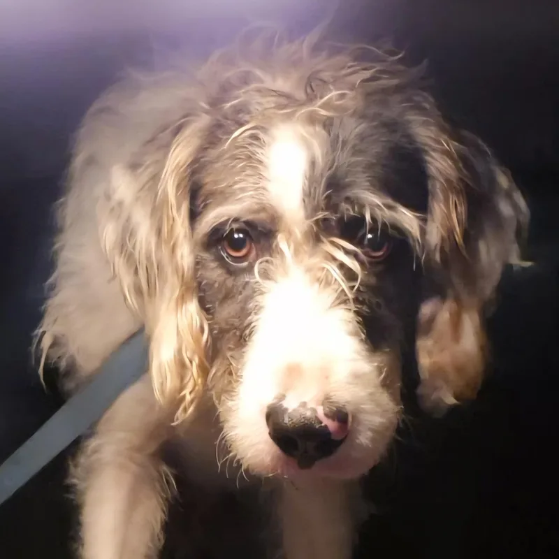 Hank "mr. Loveable!" thumbnail 6