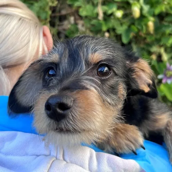 A baby small-sized male Terrier dog named Blue for adoption in Walnut Creek, CA