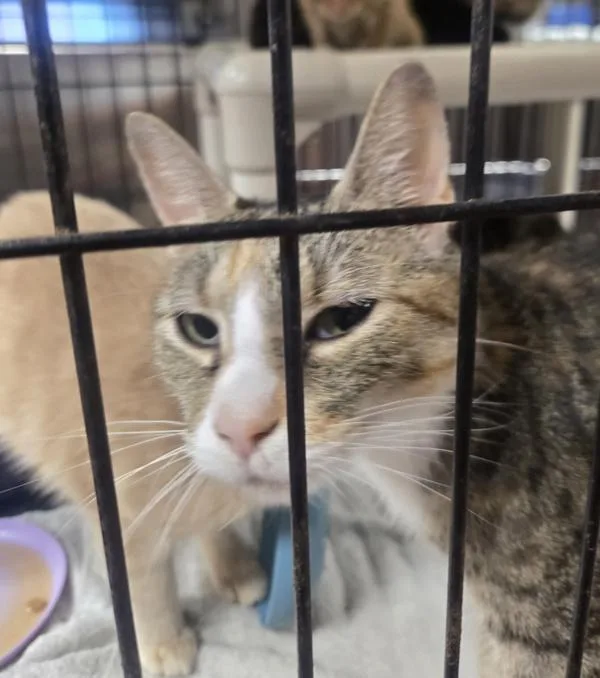 An adult small-sized female Domestic Short Hair cat named Oopsy for adoption in Salisbury, MD