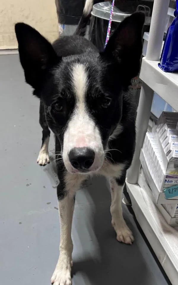 An adult large-sized male Border Collie dog named Hank for adoption in Dallas, GA