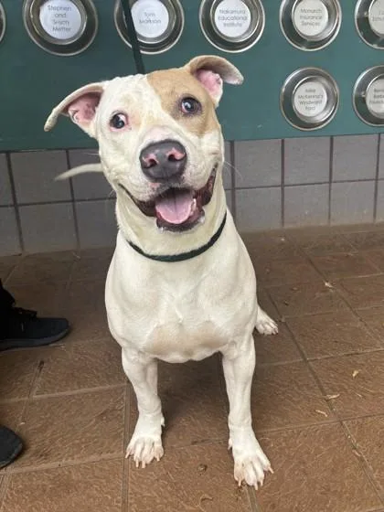 An adult medium-sized male Pit Bull Terrier dog named Tito for adoption in Honolulu, HI