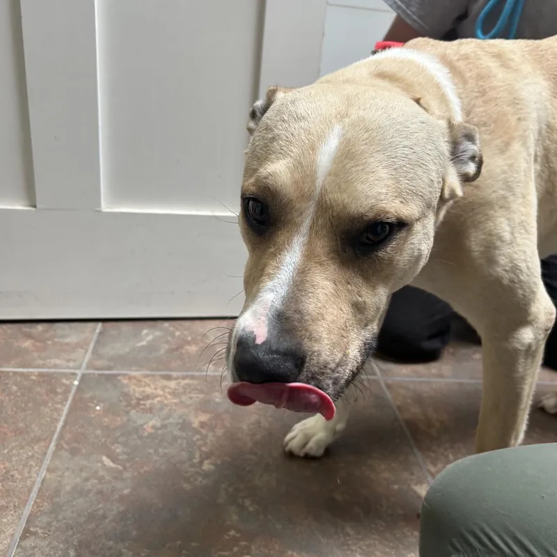 An adult large-sized male Yellow / Tan / Blond / Fawn Pit Bull Terrier dog named Squeaky Shrimp for adoption in Ojai, CA