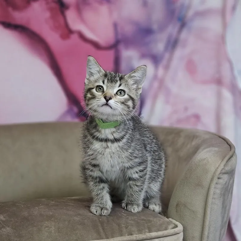 A baby small-sized female Brown / Chocolate Domestic Short Hair cat named SolC for adoption in East Saint Louis, IL