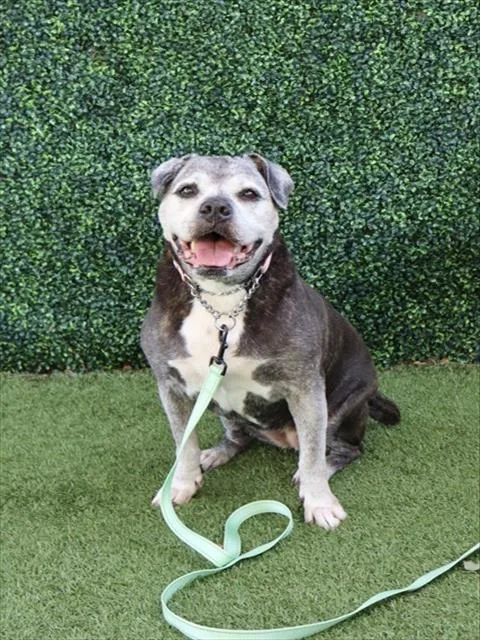 An adult medium-sized female Terrier dog named Myrtle for adoption in Naples, FL