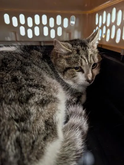 An adult small-sized male Domestic Short Hair cat named Fred for adoption in West Chester, PA