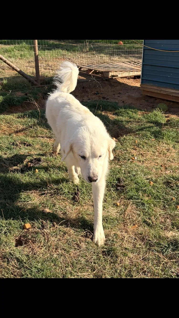 An adult large-sized female Great Pyrenees dog named Bonnie for adoption in Paradise, TX