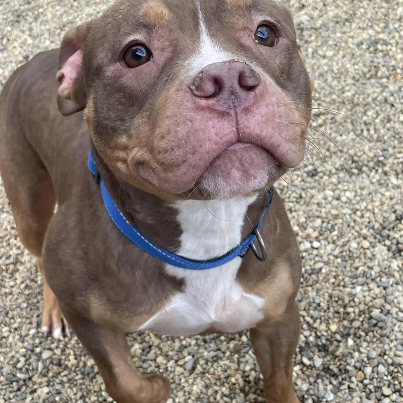 An adult medium-sized male Brown / Chocolate Pit Bull Terrier dog named Dakota for adoption in Lacon, IL