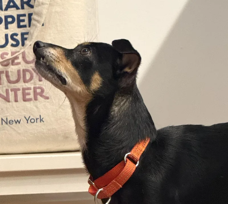 An adult small-sized male Bicolor Chihuahua dog named Romero for adoption in Brooklyn, NY