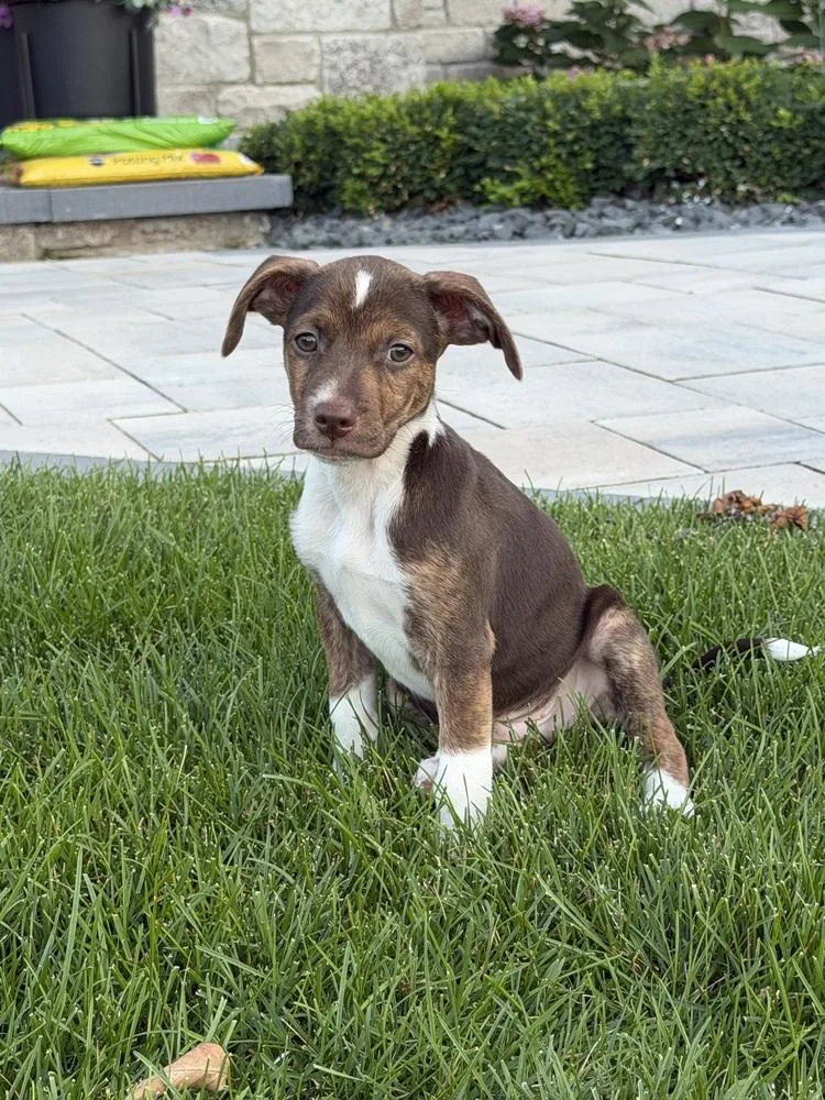 A baby medium-sized male Tricolor (Brown, Black, & White) Mixed Breed dog named Shining Armor for adoption in Clinton Township, MI
