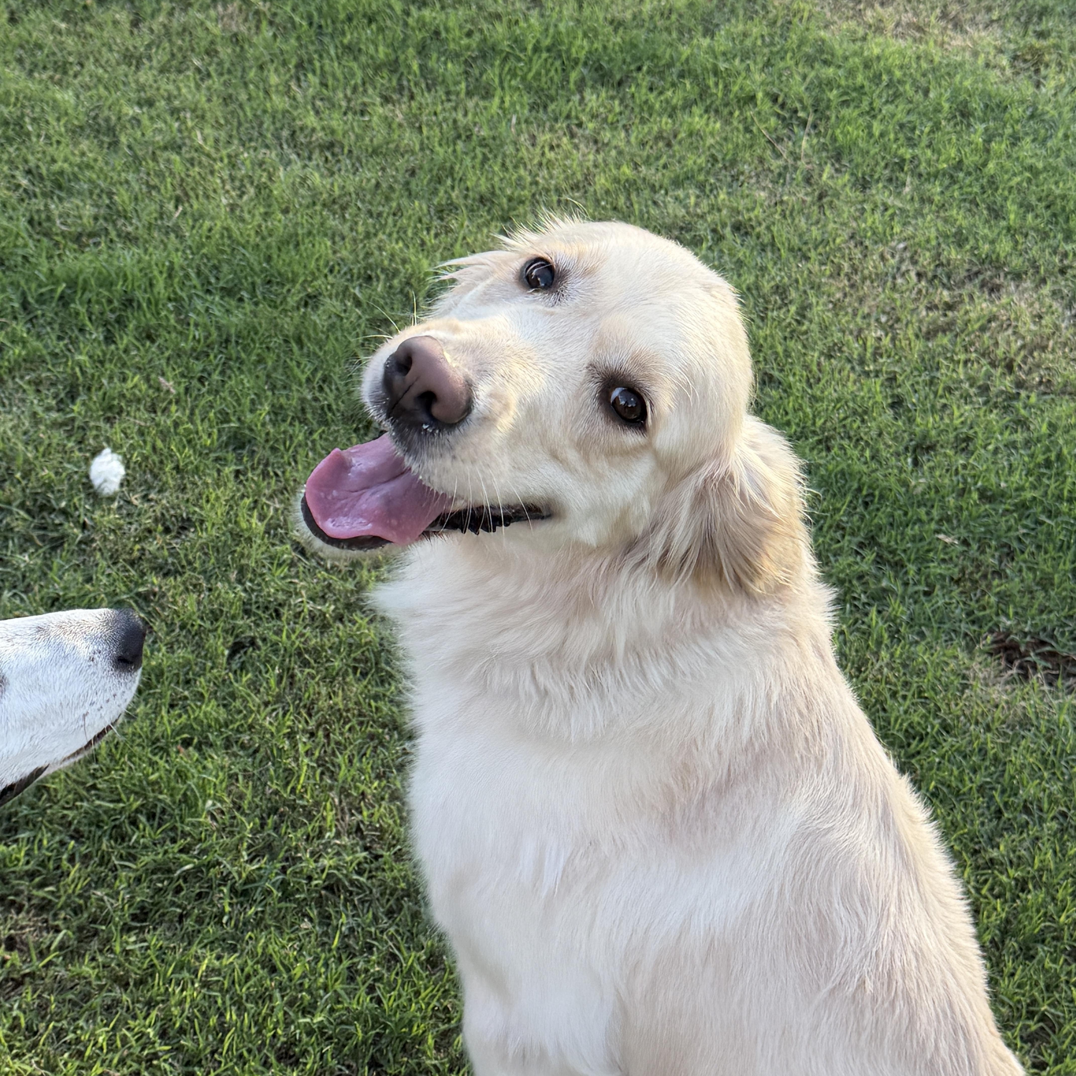 An adult medium-sized female Golden Retriever dog named Ponyo for adoption in Gilbert, AZ