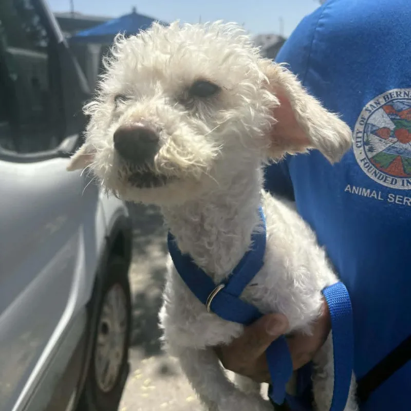 An adult small-sized male White / Cream Poodle dog named Maxwell  Chino Hills for adoption in Chino Hills, CA