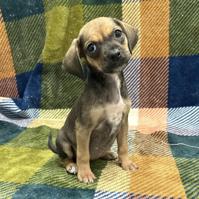 A baby small-sized female Brown / Chocolate Dachshund dog named Evangeline for adoption in Beaumont, TX