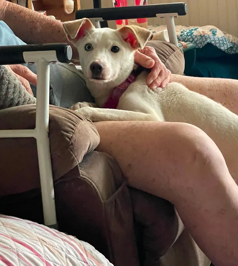A young medium-sized female Smooth Fox Terrier dog named Daisy Jene for adoption in Florissant, MO
