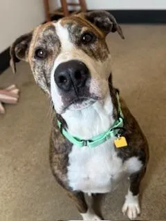 A young large-sized male Brown / Chocolate Pit Bull Terrier dog named Home Run for adoption in Cleveland, OH