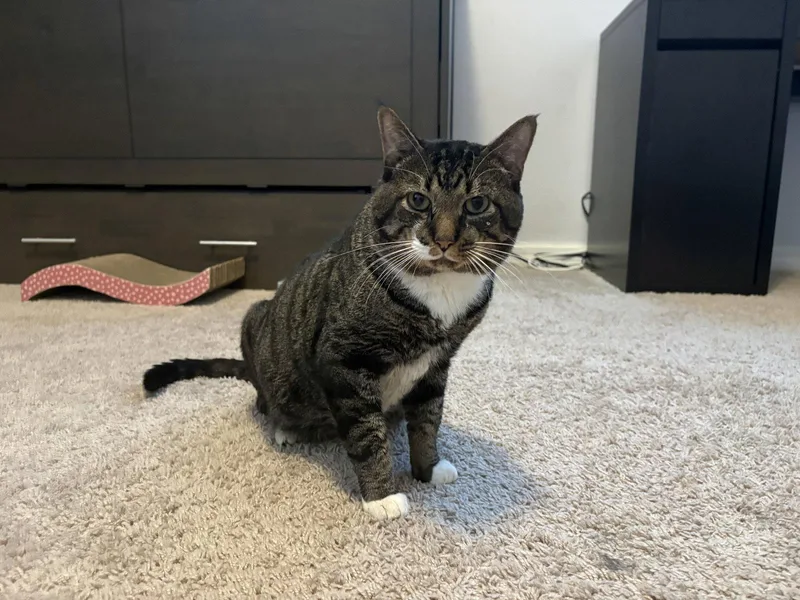 An adult medium-sized male Tabby cat named Twix for adoption in Orlando, FL